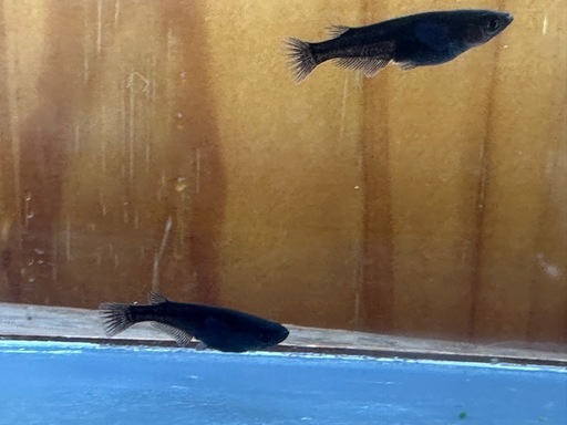 メダカ 黒心龍?黒極み 1ペア＋メス