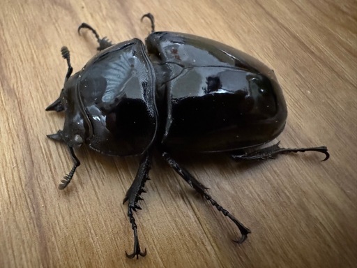 タランドゥスオオツヤクワガタペア＋♀1　60㍉UP
