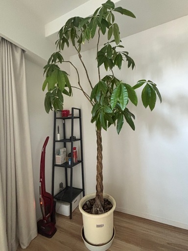 【決まりました】観葉植物　パキラ