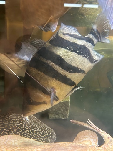 ダトニオ