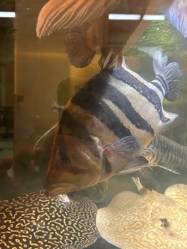 ダトニオ