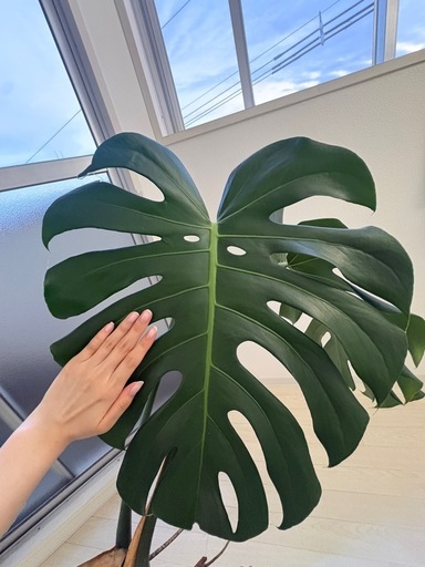 観葉植物 大型モンステラ（現在約110cm） (も) 寺尾の生活雑貨の中古