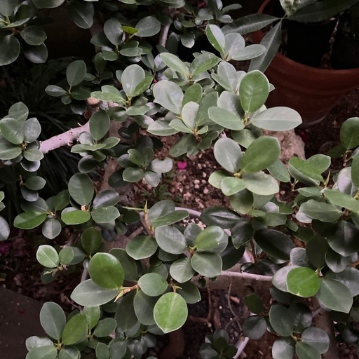 [観葉植物]パンダガジュマル