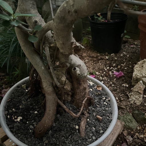 [観葉植物]パンダガジュマル