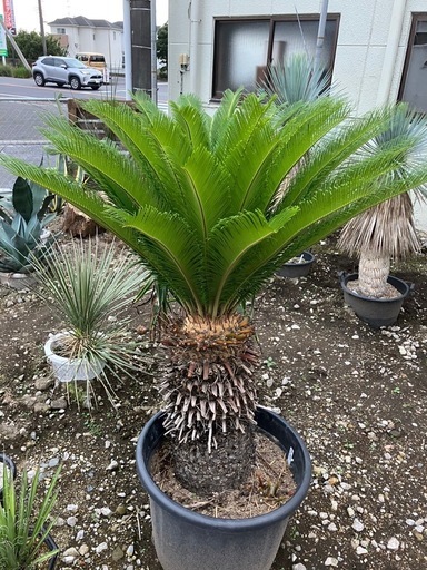 ソテツ　