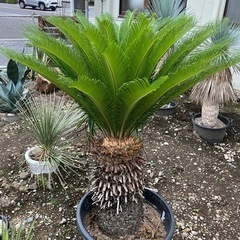 ソテツ　の画像