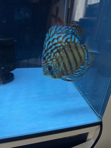 ロートターキース✖️ワイルドディスカス