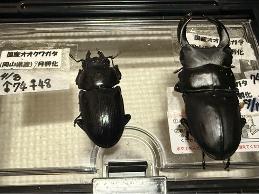 岡山産)オオクワガタ幼虫ペア (マッチ〜) 古島のその他の中古あげます 