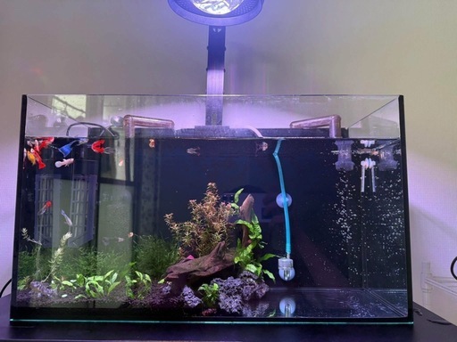 GEX水槽 60cm・ガラス水槽 50cm