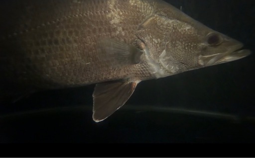 アカメ35-40cm
