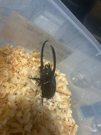 ネプチューンオオカブト　幼虫