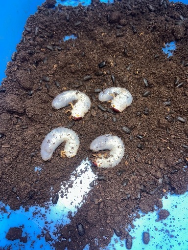 ネプチューンオオカブト　幼虫