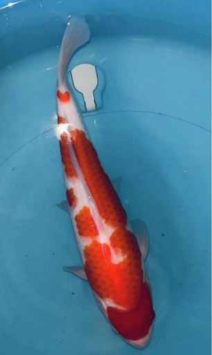 【発送可能】紅白　２匹　34㎝前後　当歳　性別不詳　錦鯉　観賞用
