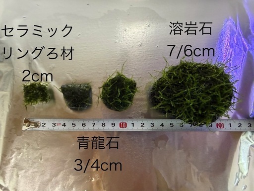 モスの育成済 大サイズ流木と石付きモスセット 水草 アクアリウム 