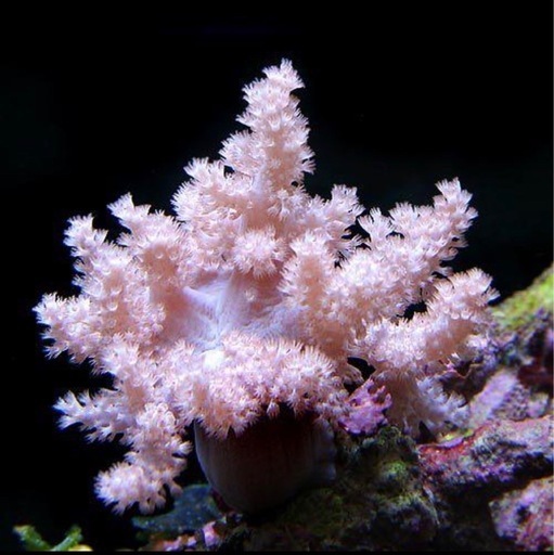 サンゴカワラフサトサカMサイズ (風凛) 柘植のその他の中古あげます 