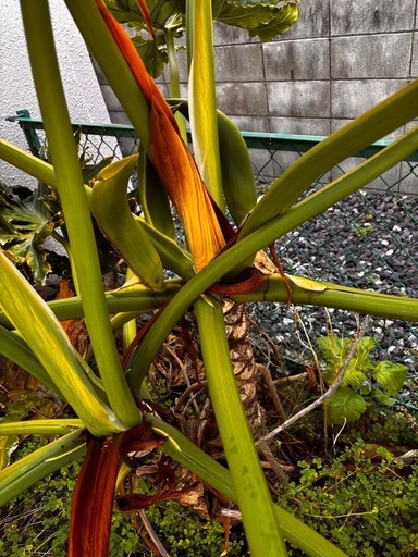 大型セローム 幹上がり フィロデンドロン 観葉植物 引き取り限定 現品］特大！ フィロデンドロン セローム 幹上がり 8号 観葉植物 大型 