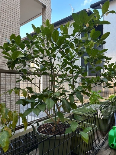 三連休中最終限定価格　レモンの木（７年目）