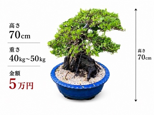 盆栽