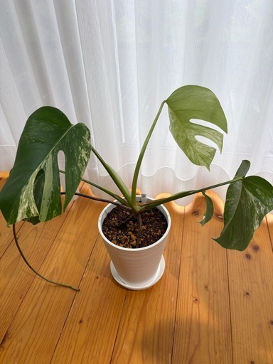 【観葉植物】斑入りモンステラ　ボルシギアナ系(ラベルNO.2)