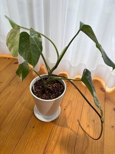 【観葉植物】斑入りモンステラ　ボルシギアナ系(ラベルNO.2)