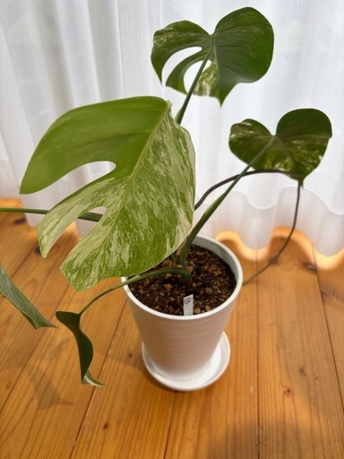 【観葉植物】斑入りモンステラ　ボルシギアナ系(ラベルNO.2) 斑入りモンステラボルシギアナ系(ラベルNO.2) (タイム) 金塚の家庭用品 