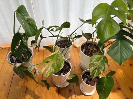 【観葉植物】斑入りモンステラ　ボルシギアナ系(ラベルNO.2)