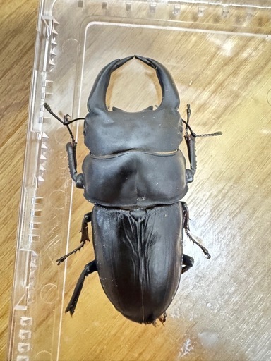 オオクワガタペア　80mm　
