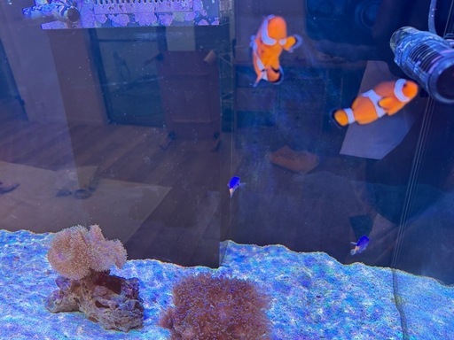 ハタゴイソギンチャク　ホンタコアシサンゴ　魚
