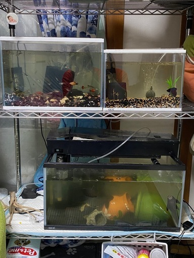 ???お魚さん沢山！餌！飼育道具！沢山です【更に10000円値下げ！】
