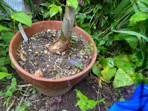 Commiphora harveyi コミフォラ　ハーヴェイ　