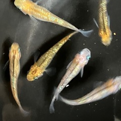メダカ　夜桜ゴールド　８匹の画像