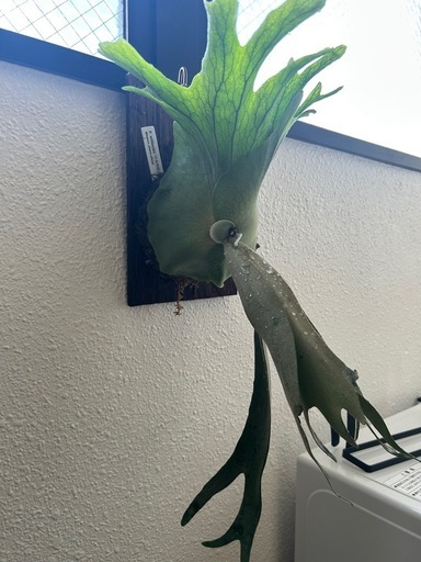 (ビカクシダ、観葉植物、植物)p.ウィリンキー　ゲッコウジャワ