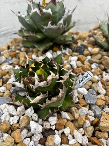 Agave titanota “Red Catweezle” 美株