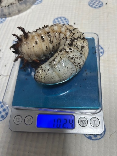 ヘラクレスリッキー　幼虫
