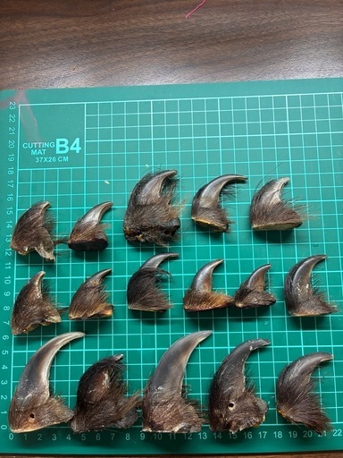 ヒグマの爪