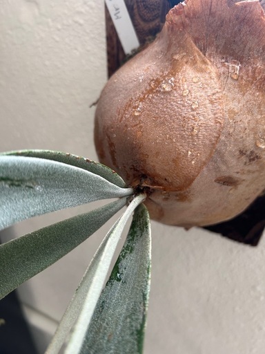 (ビカクシダ、観葉植物、食事)p.ウィリンキーMr.スーダン