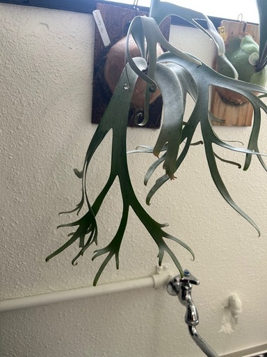 (ビカクシダ、観葉植物、食事)p.ウィリンキーMr.スーダン