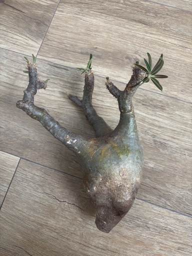 塊根植物　パキポディウム　グラキリス