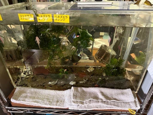 熱帯魚恵庭予約商品です。アクリル水槽+エーハイムプロ2273 (Keiiti 