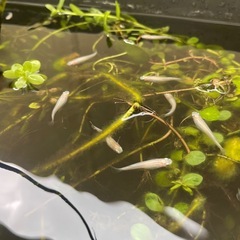 白メダカ稚魚15匹②の画像