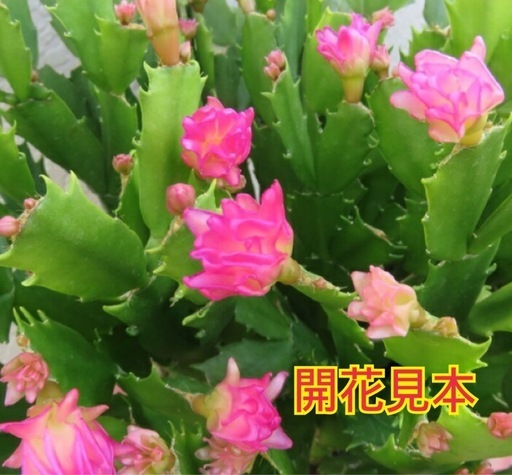 多肉植物 デンマークカクタス こんぺいとう咲き 野いちご