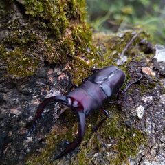 ノコギリクワガタペアの画像