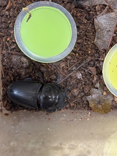 オオクワガタ♂♀セット