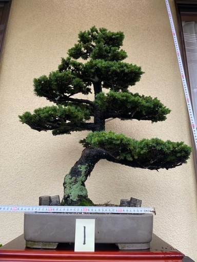 盆栽(エゾ松 八房白目)
