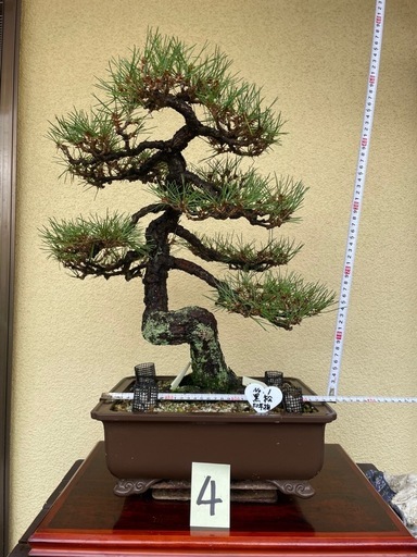 黒松 盆栽 黒松小 素材 10本セットの盆栽を販売｜盆栽妙 – 盆栽 盆栽(黒松)