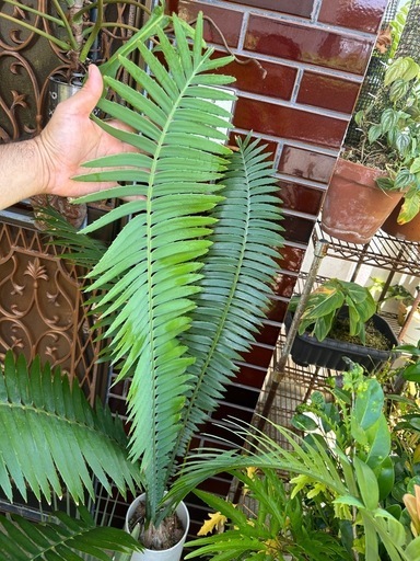 (観葉植物、
ソテツ) ディオーン・スピヌロスム