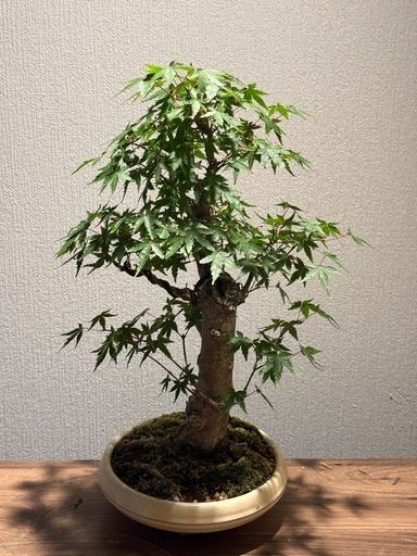紅葉　モミジ　盆栽