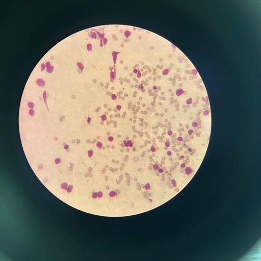 アーテック　【動作確認済み】双眼生物顕微鏡　WF10× 教育用　実験
