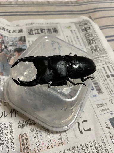 5】♂76mm国産オオクワガタ能勢YG血統 単品 大阪府能勢町産 | PAY ID オオクワガタ能勢産YG 3頭