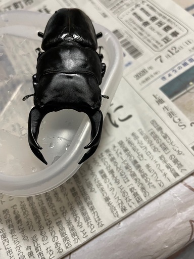 オオクワガタ能勢産YG 3頭